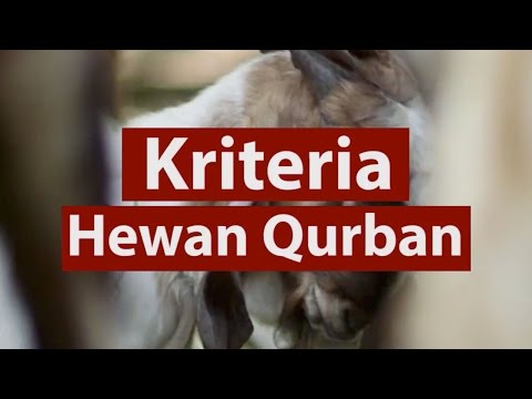 kriteria-hewan-qurban