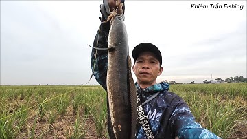 Câu cá lóc Tân Phú Đông Tập #110 Test cái lưỡi mới làm lên được con cá to mương sả 