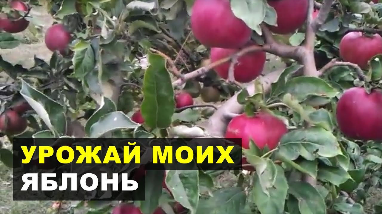 фото яблоко айдаред смотреть