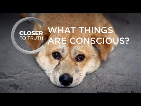 Video: Varför är känslighet viktigt för levande varelser?