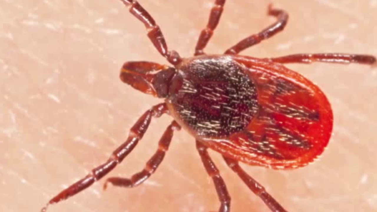 Bug Out Pest Control Careers Pest Control