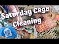Saturday Pet Chores | Guinea Pig Cage Cleaning