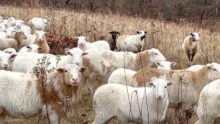 Sheep are our lowest labor requirement animal on the farm.