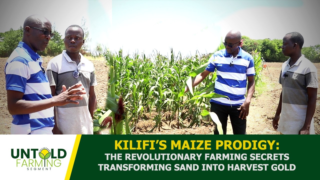 KILIFI’S MAIZE PRODIGY: THE REVOLUTIONARY FARMING SECRETS TRANSFORMING SAND INTO HARVEST GOLD