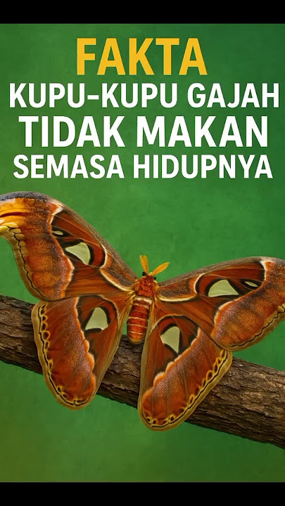 Fakta kupu kupu gajah yang tidak pernah makan semasa hidupnya #faktahewan #faktadunia #faktaunik