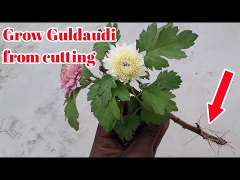 How to grow Chrysanthemums by cuttings || Best Time to grow Chrysanthemums / Guldaudi cuttings