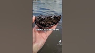 Mammoth tooth discovery!  #fossilhunting #fossil #mammoth #fossilsofflorida #iceage #familyadventure