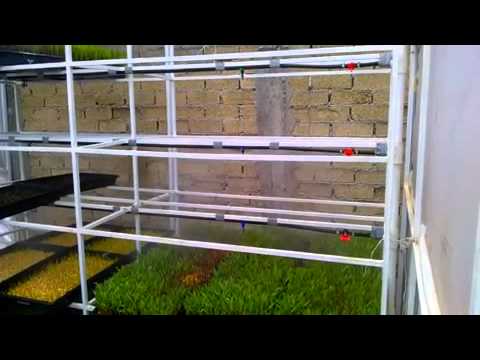 Gua Para Producir Forraje Verde Hidroponico Pdf Gua Para Producir Forraje Verde Hidroponico Pdf