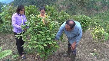 Phóng sự: Phát triển vùng trồng cây dược liệu - Hướng đi mới của Quảng Ninh