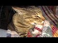 Serengeti Cat Cuddles の動画、YouTube動画。