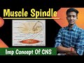 Muscle spindle  golgi tendon organ muscle stretch reflex cns physiology  ashish agrawal