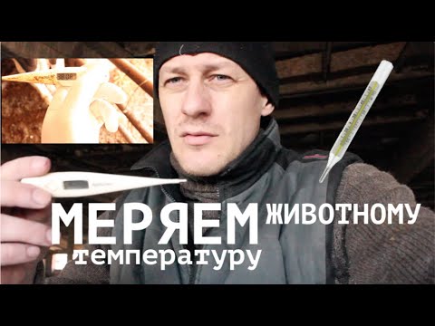 КАК ПОМЕРЯТЬ ТЕМПЕРАТУРУ ЖИВОТНОМУ И ГЛАВНОЕ ЗАЧЕМ?