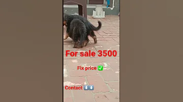 For Sale Dog Pets Germanshepherd Cutedog Animallover Dogsinindia Petlovers India 