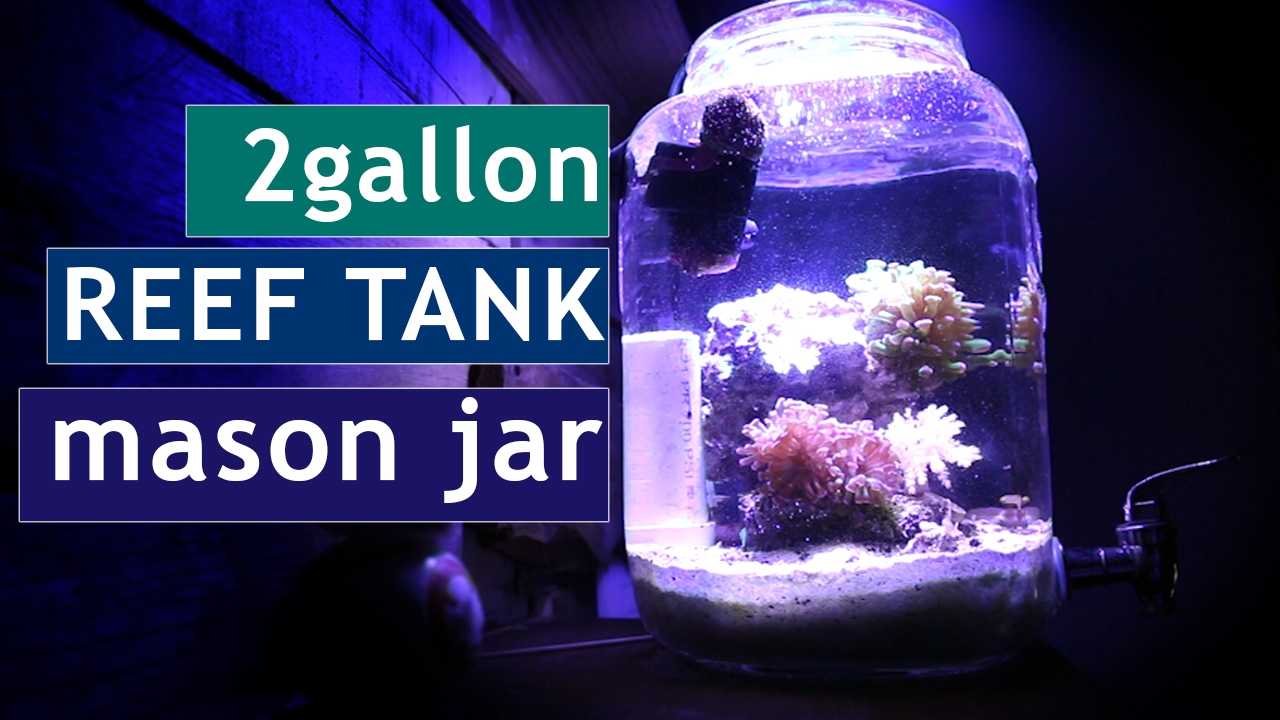 Aquarium In A Jar Reef Tank Coral Update Youtube