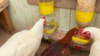 Bebedero y comedero para gallinas caseros 2022