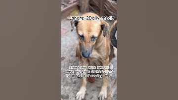 Donation link in bio to help with food #adoptstrays #fundraiser #adoptme #adopt #adoptable