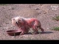 Abandoned Red Dog Waits For Owner To Come Back | Animal in Crisis EP23