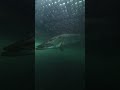 This one BIG #pike #underwatervideo #actioncamera #europe #germany #lake