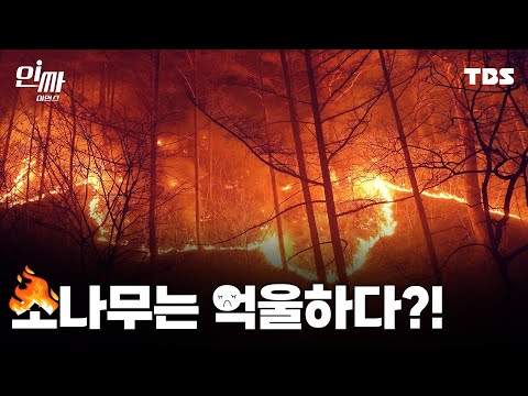 그래서 산불에 강한 숲을 만들기로 했습니다 [인싸_이드]