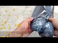 Jalidar kabutar ghar ka bachakohat pigeon club