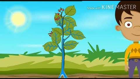 MLZS JHANSI CLASS 6 Science Chapter 7 Getting to Know Plants Lecture 2