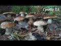 ВЕЛИКІ Поляни Білих Грибів на кожному Кроці! Білі Гриби в Карпатах 2025! Гриби 2025! Пошук