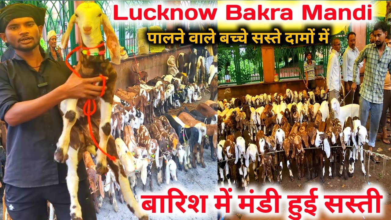 बारिश में मंडी हुई सस्ती |Lucknow Nimbu park Bakra mandi |Bakra Mandi Lucknow 