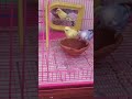 #budgies #birdlovers #birds #parrot #petbirds #cute #love #viral