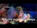 Красота подводного мира.mpg