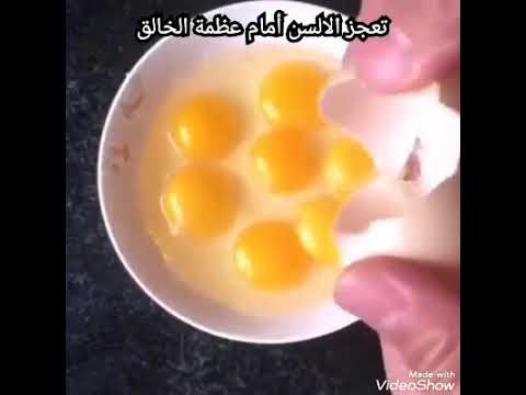 الله خالق كل شيء وهو على كل شيء قدير 