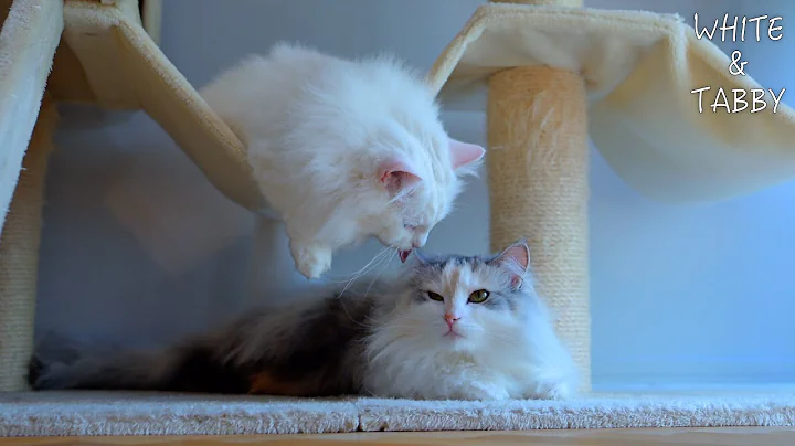 Video 10748331: cute norwegian forest cat