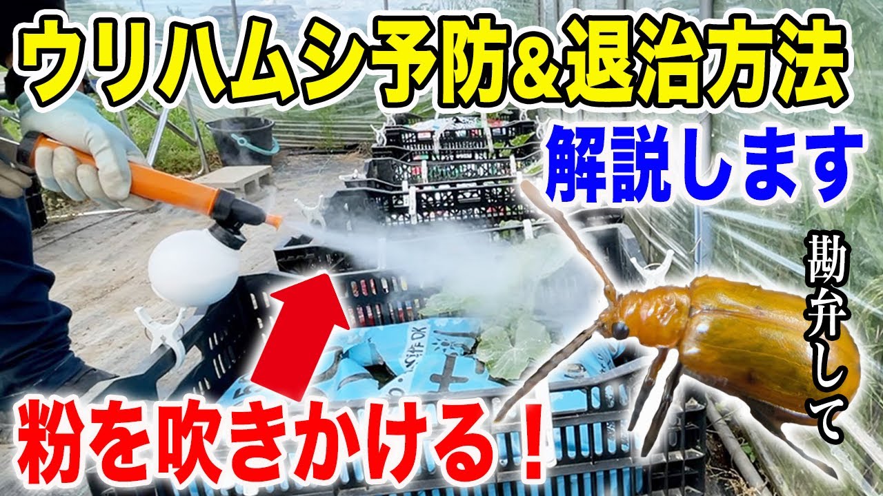 キュウリの葉がボロボロに!?ウリハムシを対策・退治する方法を解説