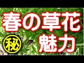春の草花調べ2021－名もない花はない・雑草という草はない－