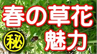 春の草花調べ2021－名もない花はない・雑草という草はない－