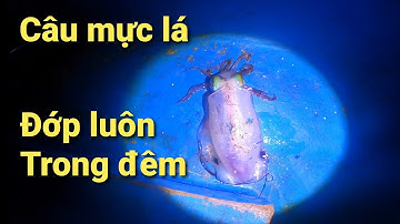 Câu Mực Lá Trên Đảo Và Ăn Luôn Trong Đêm || Đảo Phú Quý | Vinh Bụi TV | #048