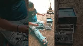 Download Lagu TETAP SEMANGAT NYETINGNYA ‼️ #plecimania #totalbukpar #kicaumania #pleci #katakatabijak #quotes MP3