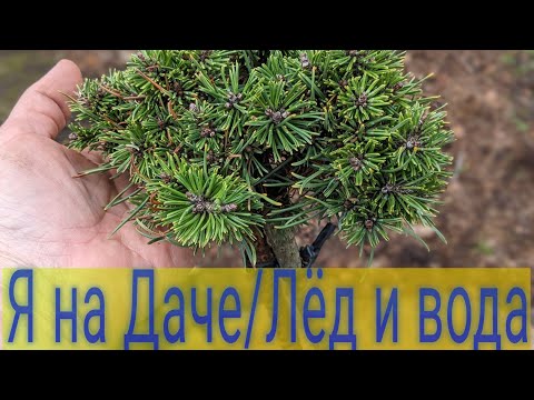 Обзор сада/Хвойные🌲гортензии💮розы🌹многолетники🌿