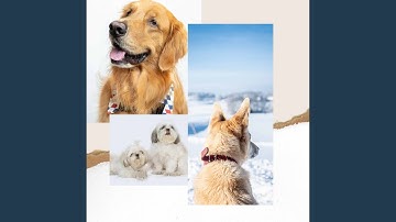 Pulsating Moods for Sleepiest Hound