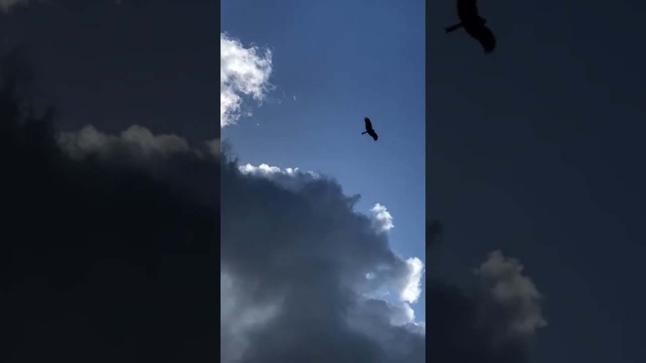 UK Biggest Bird of Prey in  Norfolk | Swaffham 