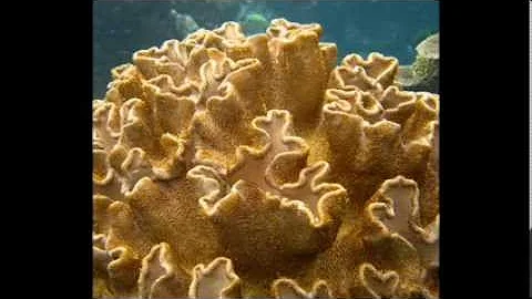 Non Euclidean Geometry & Hyperbolic Social Networks