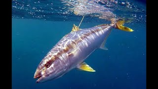 IFISHTV Sydney Harbour KINGFISH on Soft Plastics screenshot 2