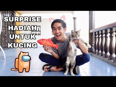 Video: Kejutan Pada Kucing