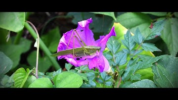 Grasshopper eating morning glory flower | Relaxing Calming Music | Natural Nature 4K