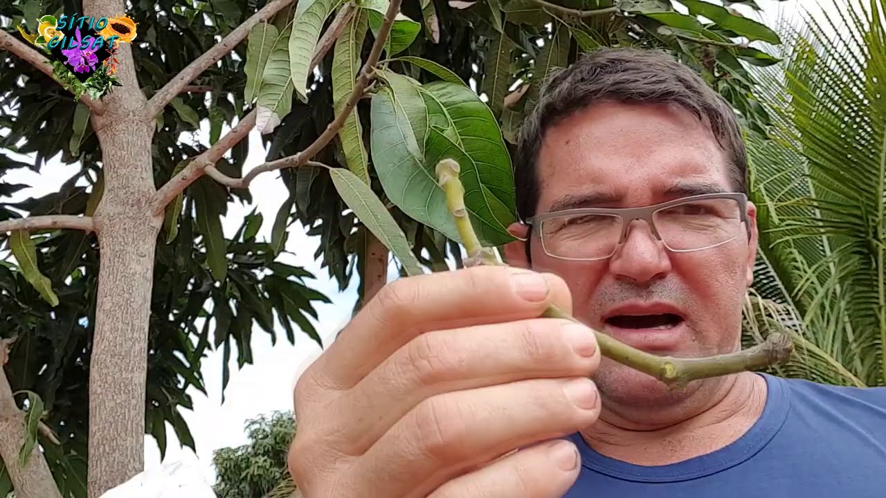 Como enraizar estaquia NÃO PERCA ESTE VÍDEO