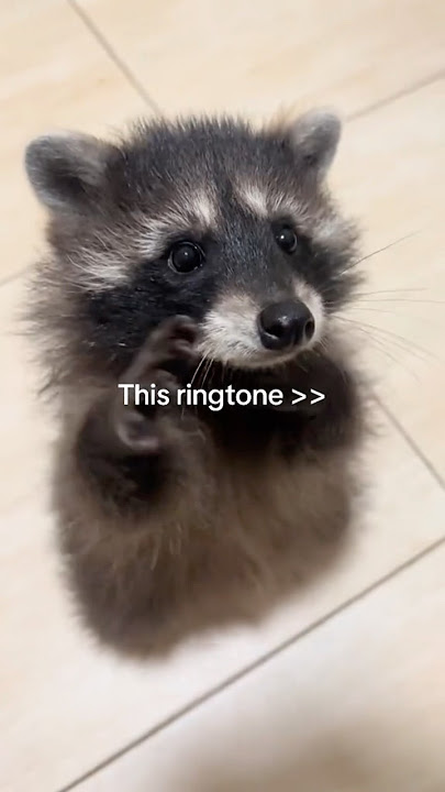PEDRO PEDRO Ringtone 📞 DOWNLOAD IN BIO 🔗📲✨