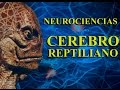 Neurociencias, Cerebro Reptiliano, Límbico y Neocortex