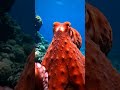 Giant Sea Creature Coming Out of Screen | IMAX Theater Experience Ultra Realistic