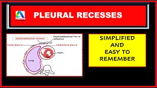 Pleural recesses anatomy | Costomediastinal and costodiaphragmatic pleural recesses | [Simplified]