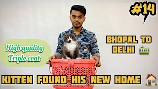 Kitten Found His New Home | Bhopal To Delhi | At The Cat House | All India Delivery Available #cat by The Cat house  349 views 6 days ago 4 minutes, 39 seconds