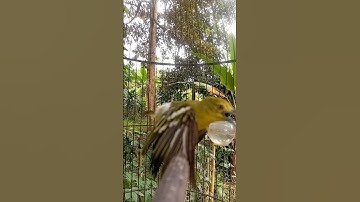 indahnya suara burung sirtu gacor #cipohgacor #cipohmania #kicaumania #burung #birds #cipohgacor